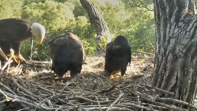 Decorah Eaglets Oops Not The Corn Stalk The fish & Gulp 5/26/17 смотреть онлайн