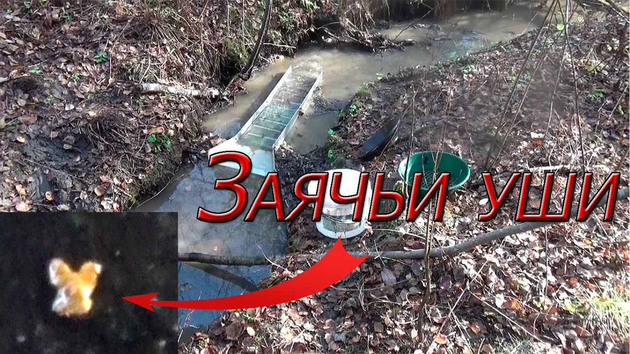 Самородное золото "Заячьи уши"!!!