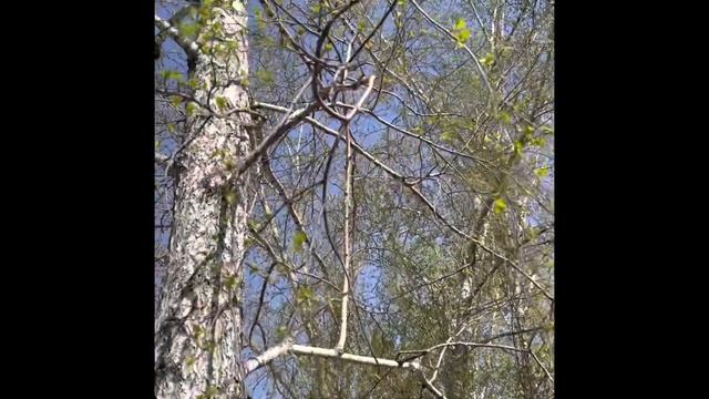 Асбест, 4 мая 2023 г, березовые сережки