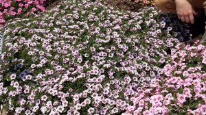 Bloomtastic Calibrachoa at Metrolina Trial Garden