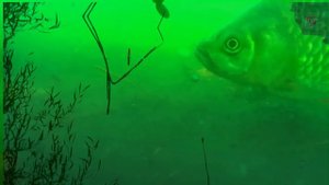 Поклевка КАРАСЯ на поплавочную удочку. на озере Карасун, Краснодар. Fishing, Рыбалка- как вижу её Я