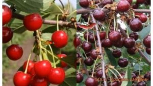 Вишня плодовая Десертная Морозовой-Чудо-вишня ? обзор: как сажать, саженцы вишни