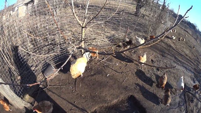 Попрыгунчик быкует против всех петухов смотреть онлайн