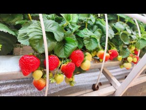 СОНСЕЙШН ДАЁТ ЯГОДУ ДАЖЕ НА УСАХ !