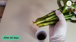 افضل شمع لتشميع عصا موسى _ طريقة اكثار عصا موسى _ How to Propagate Bamboo from cuttings