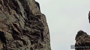 Природа Приморского края. Мыс Бринера.