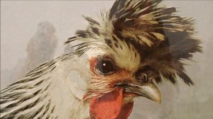 Разведение кур породы Аппенцеллер как бизнес идея | Куры Аппенцеллер