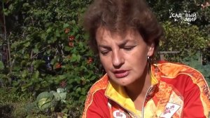 Как вырастить крупную свеклу. Сайт "Садовый мир"