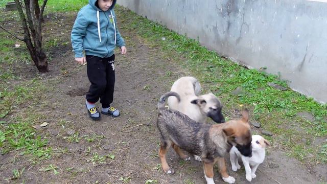 Щенки и собаки первыми видят маленького мальчика смотреть онлайн