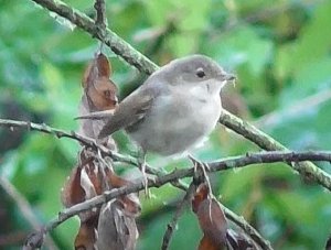 Славка-Мельничек, Curruca curruca, Великий Новгород, 22.07.2022
