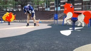 Трюковая дрессировка той-пуделя.