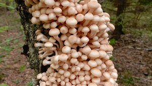 Поход за опятами в Подмосковье.