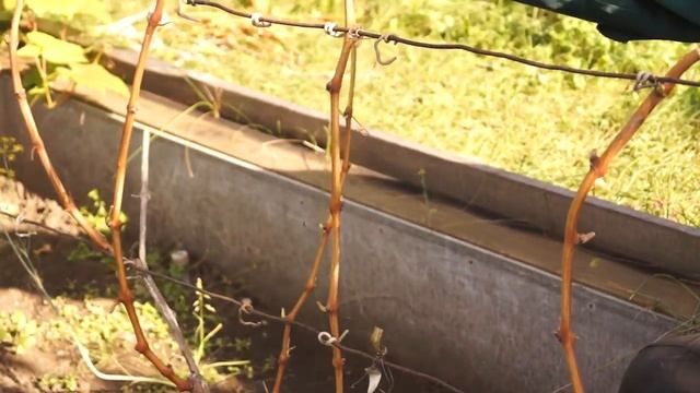 Обрезка молодого винограда в Сибири смотреть онлайн