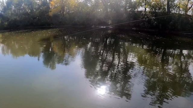 Бешеный клев сазана смотреть онлайн