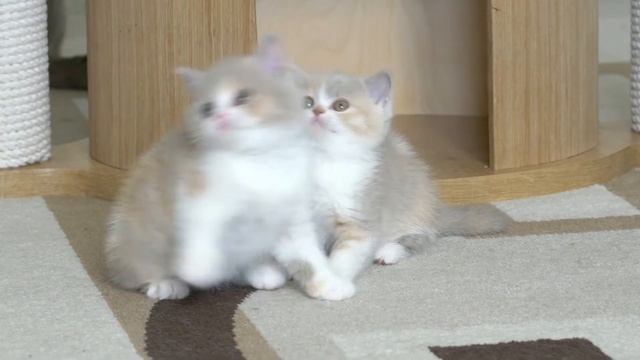 Британские котята в возрасте 7 недель Litter-Z2