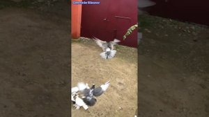 Игровые Голуби Азербайджана