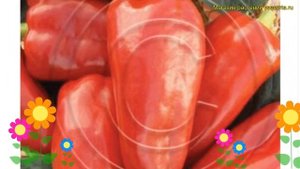 Перец сладкий Апельсин красный. Краткий обзор, описание capsicum annuum Apel'sin krasnyj