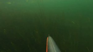 Подводная охота, Липецкая область, р. Дон. Сентябрь 2023.