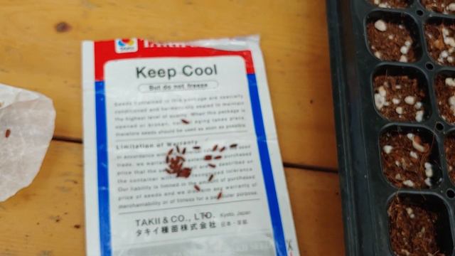 제라늄 씨앗 파종 여름에 하면 않되는 이유