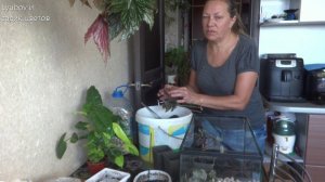 Комнатные цветы/растения. Пересаживаем пеперомии в аквариум вместе и поговорим о лени.