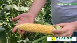 ОБЗОР КУКУРУЗЫ "ЛИСКАМ F1". #кукуруза #сладкаякукуруза #агробизнес #агроном #удобрения #полеводтв