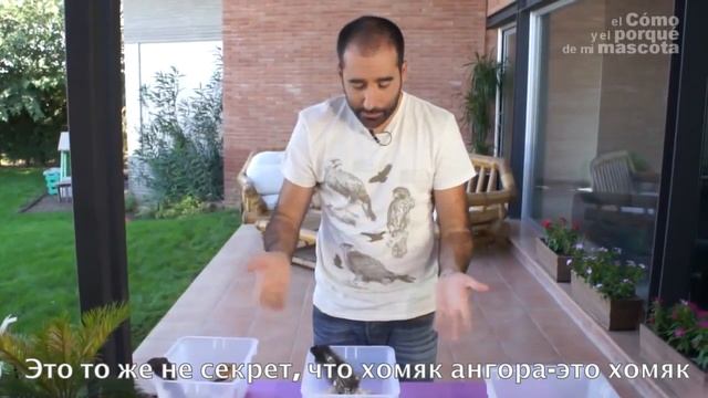 Хомяки - сирийский хомяк
