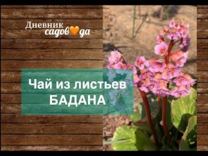 Бадан - лекарь. Чагирский или монгольский чай для сосудов.  Сорта. Уход весной. Дневник садовода