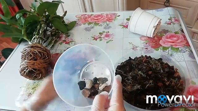 ДЕНДРОБИУМ НОБИЛЕ ПЕРЕСАДКА. Пересадить дендробиум проще простого!) смотреть онлайн