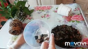 ДЕНДРОБИУМ НОБИЛЕ ПЕРЕСАДКА. Пересадить дендробиум проще простого!)