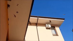 Ласточки учат птенцов летать. Болгария.Swallows  and their chicks. Природа,птицы.nature, birds