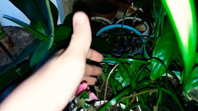 Аморфофаллус дома смотреть онлайн