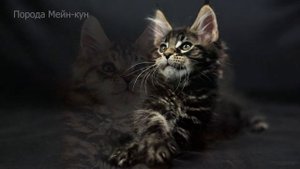ТОП-12 пород кошек-тигров: наши домашние хищники