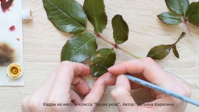 промо Белая Роза (White Rose) смотреть онлайн