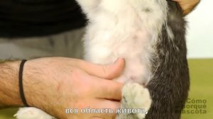 Кролики - течка