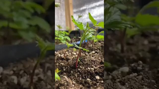 саженцы ежевики Горизонт смотреть онлайн