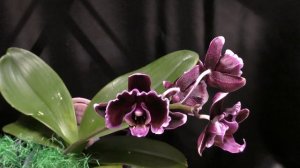 Орхидейное воплощение летнего бриза (Phalaenopsis Summer Breath)