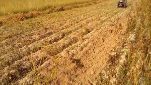 Копка картофеля мотоблоком Беларус #1#