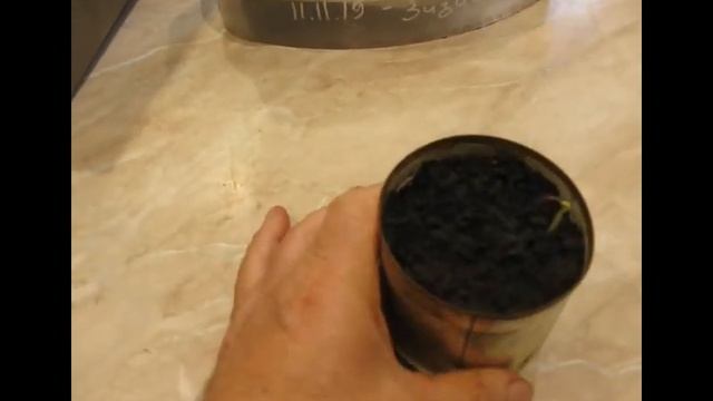 Зизифус из косточки .Возможно.