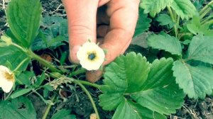 Уход за клубникой весной. Как уберечь клубнику от замерзания?