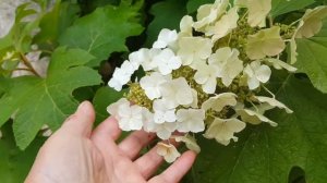 Гортензия Бургунди радует цветением / Hydrangea Burgundy pleases with flowering.