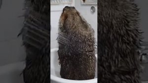 КАК ПОМЫТЬ СУСЛИКА ДОМА ИНСТРУКЦИЯ