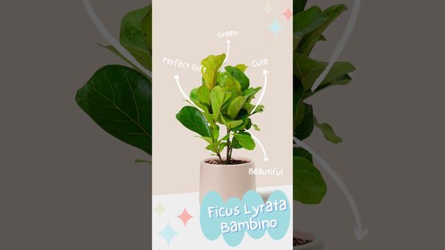 Ficus Lyrata Bambino - Plantgems