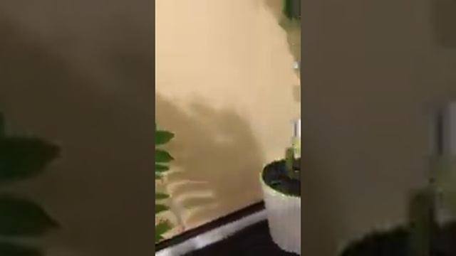 Долларовое дерево цветёт.Замиокулькас цветёт. смотреть онлайн