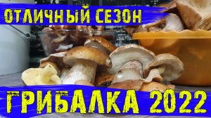 Грибалка в 2022 году