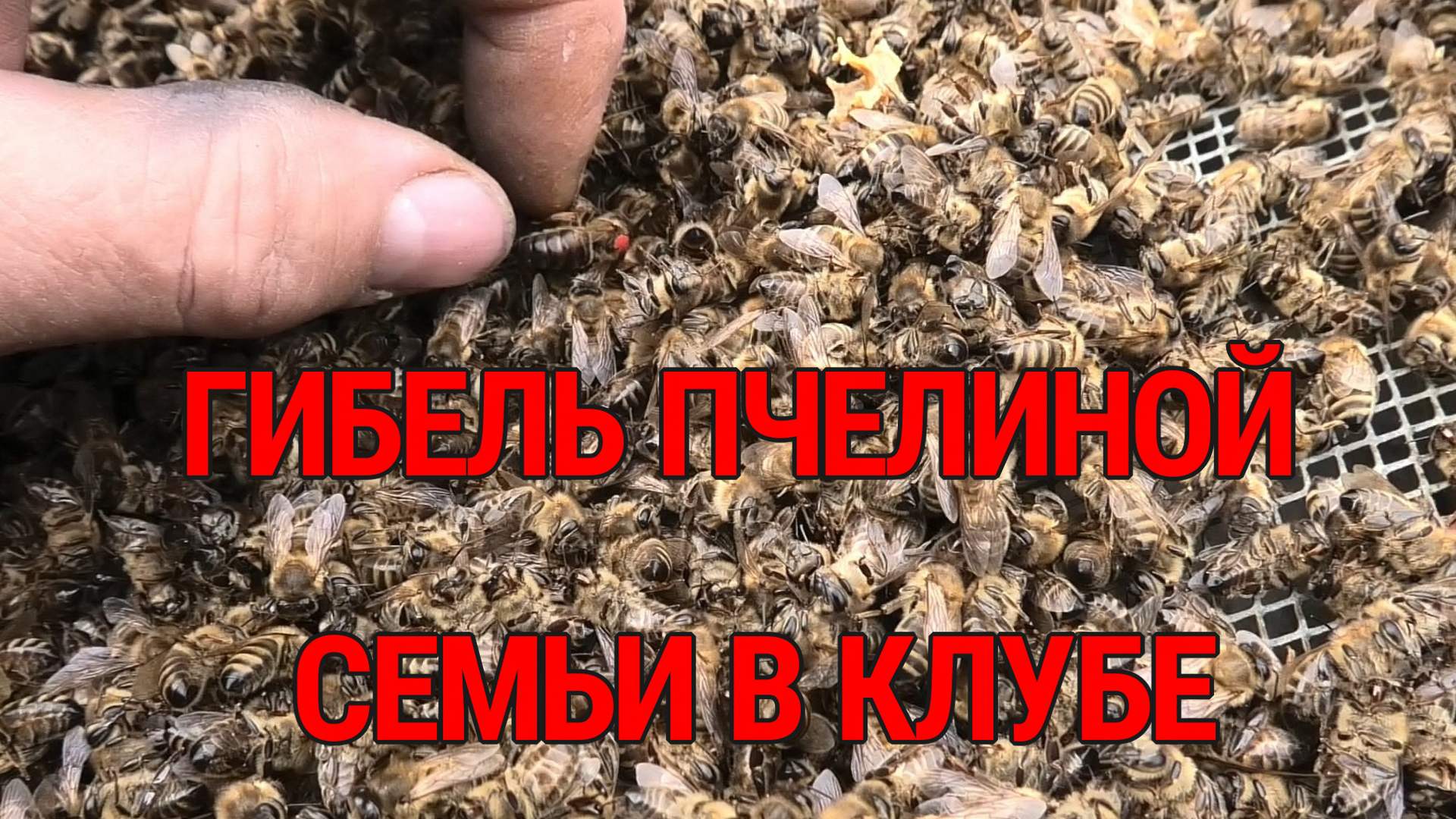 Гибель пчел 2024. Пчелопакеты в газели. Гибель пчел от ядохимикатов. Дохлая пчела. Гибель пчел 2024.