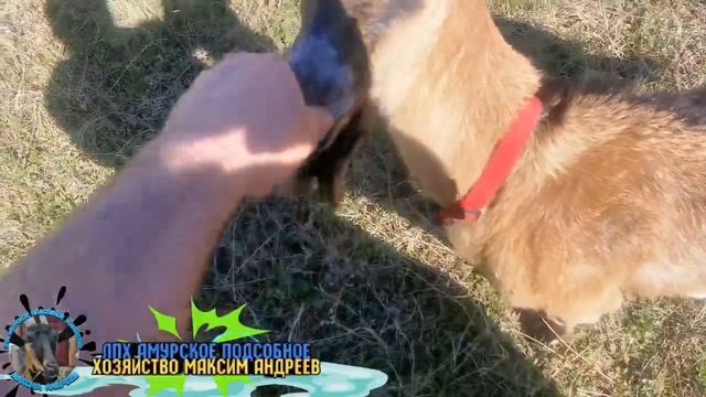 Цветёт багульник. Гуляю со своими денозаврами?☝️ смотреть онлайн