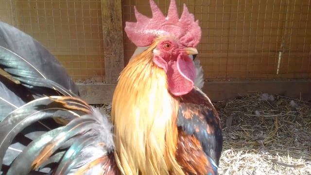 Петушок и Курочка породы Шабо смотреть онлайн