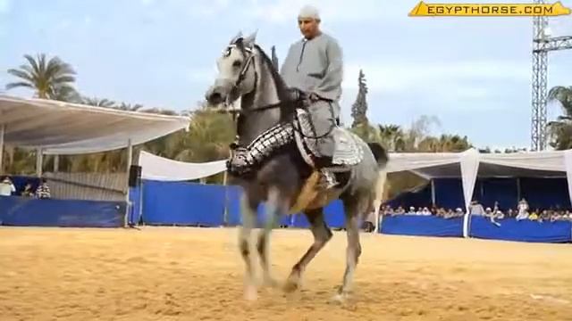 Танцы арабских лошадей