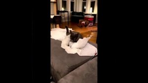 Самые смешные коты ? - Не пытайтесь сдержать смех ? - Смешная жизнь кошек