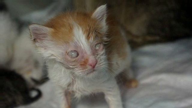 ЭТИ котята, находились в очень тяжелом состоянии, но боролись за жизнь до конца.. :( смотреть онлайн